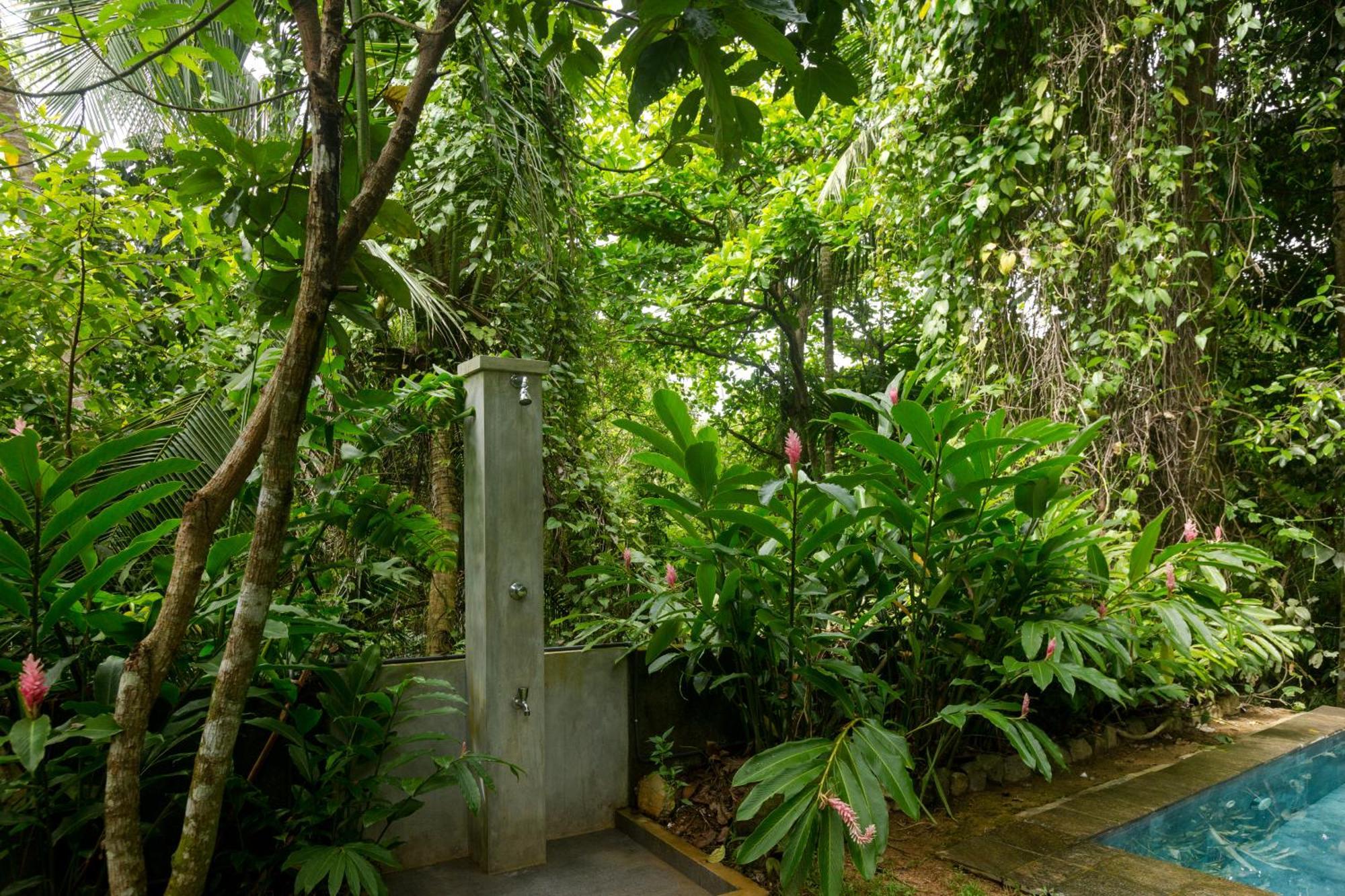 Ceylon Olive גאלה מראה חיצוני תמונה