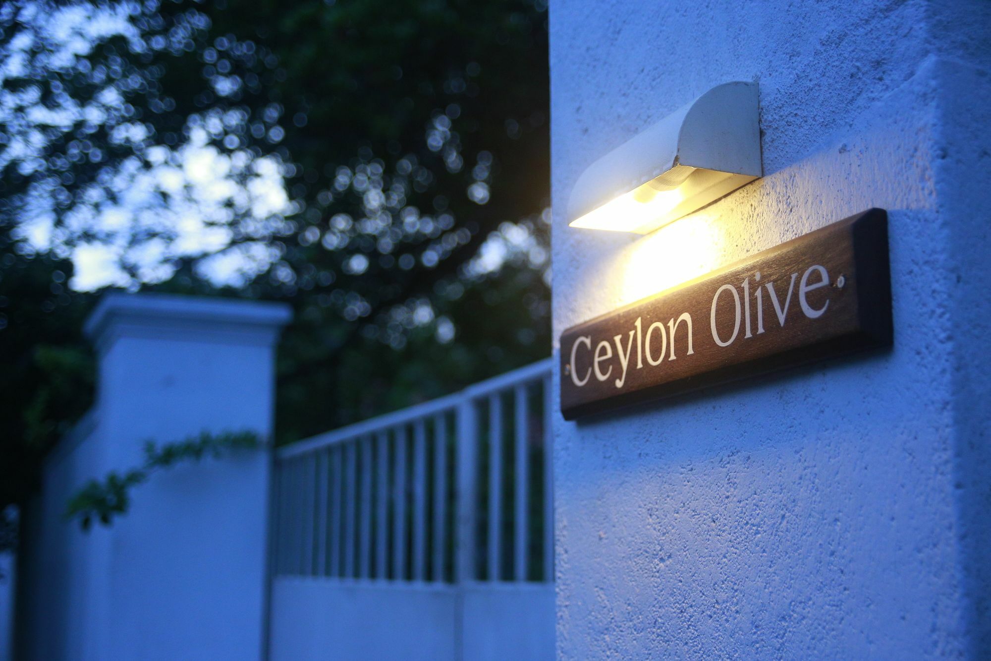 Ceylon Olive גאלה מראה חיצוני תמונה